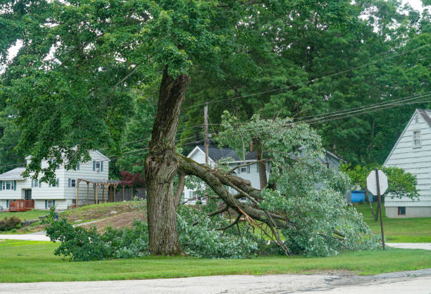 Tree Root Removal